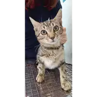 Foto dell\'animale gatto - Matr. 2022/1843 - Microchip 380260044914347