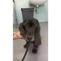 Foto dell\'animale cane - Matr. 2022/1844 - Microchip 380260044732502