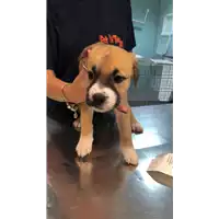Foto dell\'animale cane - Matr. 2022/1855 - Microchip 380260044914253