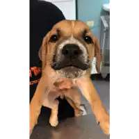 Foto dell\'animale cane - Matr. 2022/1854 - Microchip 380260044913557