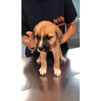 Foto dell\'animale cane - Matr. 2022/1853 - Microchip 380260044921605