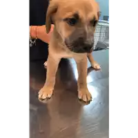 Foto dell\'animale cane - Matr. 2022/1852 - Microchip 380260044913964