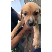 Foto dell\'animale cane - Matr. 2022/1849 - Microchip 380260044913795