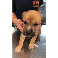 Foto dell\'animale cane - Matr. 2022/1848 - Microchip 380260044913631
