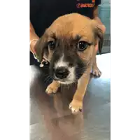 Foto dell\'animale cane - Matr. 2022/1850 - Microchip 380260044914048