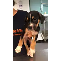 Foto dell\'animale cane - Matr. 2022/1847 - Microchip 380260044914252