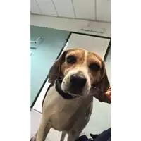 Foto dell\'animale cane - Matr. 2022/1857 - Microchip 380260100053262