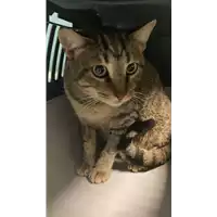 Foto dell\'animale gatto - Matr. 2022/1859 - Microchip 380260044914338