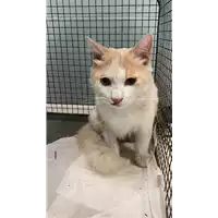 Foto dell\'animale gatto - Matr. 2022/1860 - Microchip 380260044913894