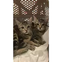 Foto dell\'animale gatto - Matr. 2022/1862 - Microchip 380260044914012