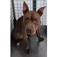 Foto dell\'animale cane - Matr. 2022/1863 - Microchip 380260101644815
