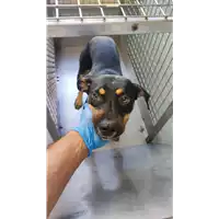Foto dell\'animale cane - Matr. 2022/0817 - Microchip 380260044549950