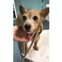 Foto dell\'animale cane - Matr. 2022/1868 - Microchip 380260042736871