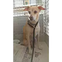 Foto dell\'animale cane - Matr. 2022/1870 - Microchip 380260002007765