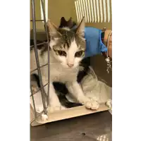 Foto dell\'animale gatto - Matr. 2022/1864 - Microchip 380260044748216