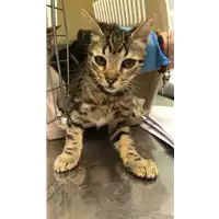 Foto dell\'animale gatto - Matr. 2022/1865 - Microchip 380260044913882