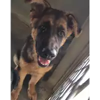 Foto dell\'animale cane - Matr. 2017/1084 - Microchip 380260043259236