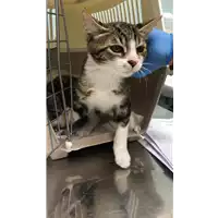 Foto dell\'animale gatto - Matr. 2022/1866 - Microchip 380260044913546