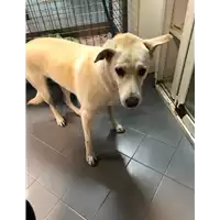 Foto dell\'animale cane - Matr. 2017/1165 - Microchip 380260043309935