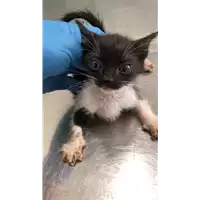 Foto dell\'animale gatto - Matr. 2022/1872 - Microchip 380260044913967