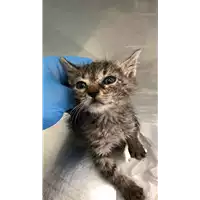 Foto dell\'animale gatto - Matr. 2022/1874 - Microchip 380260044914031