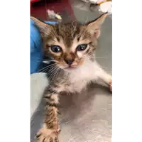 Foto dell\'animale gatto - Matr. 2022/1876 - Microchip 380260044913807
