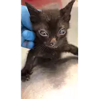 Foto dell\'animale gatto - Matr. 2022/1877 - Microchip 380260044748469