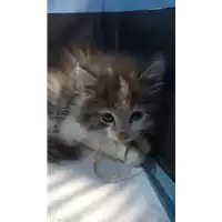 Foto dell\'animale gatto - Matr. 2022/1873 - Microchip 380260044914016
