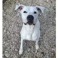 Foto dell\'animale cane - Matr. 2022/1878 - Microchip 380260044914247