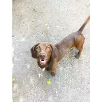 Foto dell\'animale cane - Matr. 2022/1268 - Microchip 380260043550766