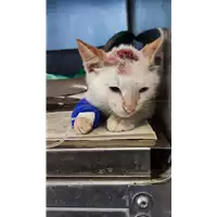 Foto dell\'animale gatto - Matr. 2022/1881 - Microchip 380260044913471