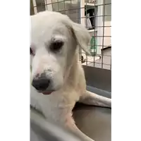 Foto dell\'animale cane - Matr. 2022/1883 - Microchip 380260044817189