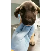 Foto dell\'animale cane - Matr. 2017/1095 - Microchip 380260043318958