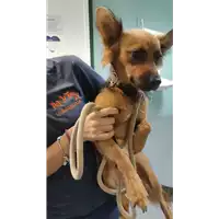 Foto dell\'animale cane - Matr. 2022/1890 - Microchip 380260044914371