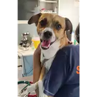 Foto dell\'animale cane - Matr. 2022/1889 - Microchip 380260044913683