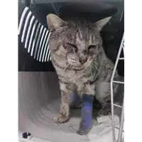 Foto dell\'animale gatto - Matr. 2022/1891 - Microchip 380260044913612