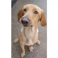 Foto dell\'animale cane - Matr. 2022/1892 - Microchip 380260044913449
