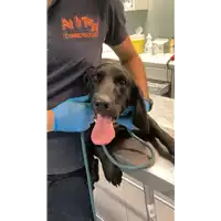 Foto dell\'animale cane - Matr. 2022/1893 - Microchip 380260044913985