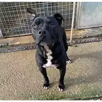 Foto dell\'animale cane - Matr. 2022/1894 - Microchip 380260101993966