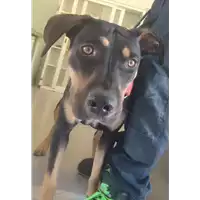 Foto dell\'animale cane - Matr. 2022/0817 - Microchip 380260044549950