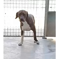 Foto dell\'animale cane - Matr. 2022/1895 - Microchip 380260044733127