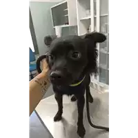 Foto dell\'animale cane - Matr. 2022/1896 - Microchip 380260044748772