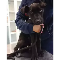 Foto dell\'animale cane - Matr. 2022/1897 - Microchip 380260044732928