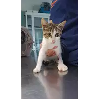 Foto dell\'animale gatto - Matr. 2022/1901 - Microchip 380260044913888