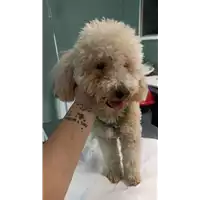 Foto dell\'animale cane - Matr. 2022/1902 - Microchip 380260044913960