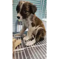 Foto dell\'animale cane - Matr. 2022/1903 - Microchip 380260044922005