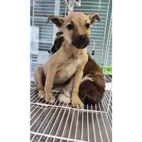 Foto dell\'animale cane - Matr. 2022/1904 - Microchip 380260044914344