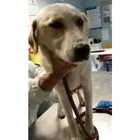 Foto dell\'animale cane - Matr. 2017/1086 - Microchip 380260043259197