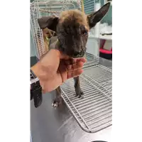 Foto dell\'animale cane - Matr. 2022/1905 - Microchip 380260044913513