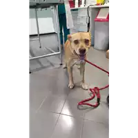 Foto dell\'animale cane - Matr. 2022/0818 - Microchip 380260044552109